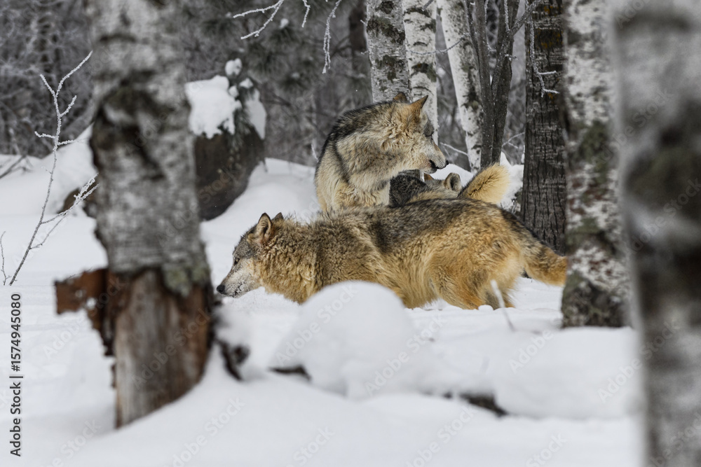 Fototapeta premium Grey Wolves (Canis lupus) Mill About in Woods Winter