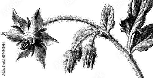 Borage flower engraved art set featuring detailed botanical elements for creative design