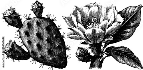 Vintage cactus pear pad and flower engraving for botanical decor