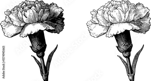 Elegant vintage carnation blooms engraving for art and decoration