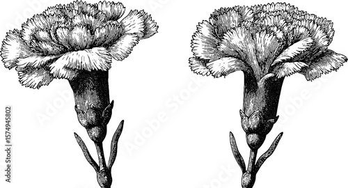 Engraved carnation bloom set for botanical design and art projects