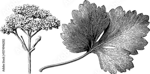 Engraved botanical art: cilantro leaf and flower study for design and decoration
