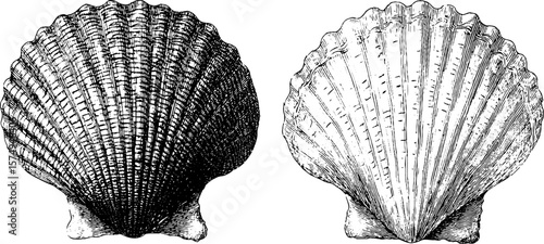 Vintage engraved cockle shell set - nautical design for art projects and decor