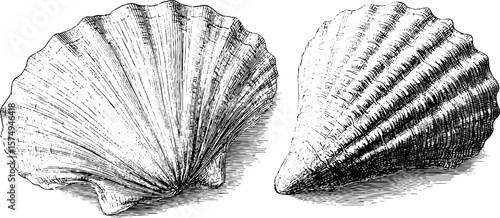 Detailed engraved cockle shells with vintage texture for design and decor