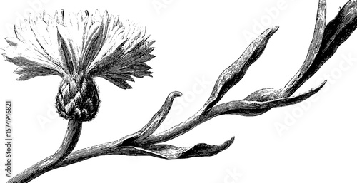 Engraved cornflower bloom and stem art for designs