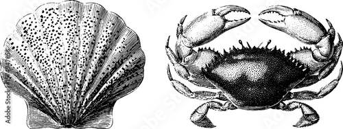 Engraved crab and shell illustration with textured details for artistic design