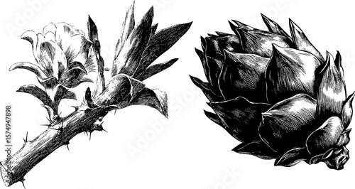 Engraved botanical art featuring dragonfruit variations for design projects