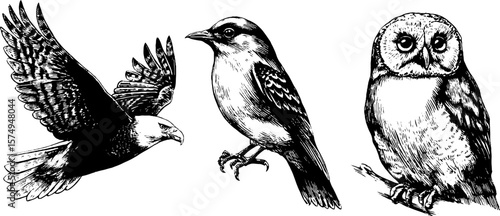 Engraved bird illustrations set featuring eagle, sparrow, and owl for art and design