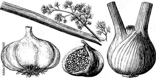 Engraved botanical illustrations of fennel, plume, and garlic for herbal design and decoration