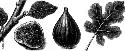 Engraved botanical illustration set of fig tree branches and leaves for artistic design