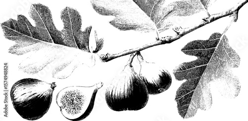 Vintage fig tree branch with leaves and fruit for botanical design