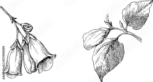 Vintage botanical engravings of foxglove and leaf illustrations for art prints