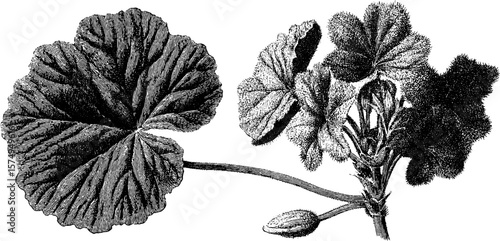 Vintage engraved botanical art of geranium cluster for print and design