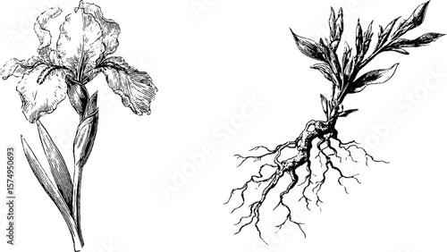 Engraved iris bloom and twisting roots for botanical design projects
