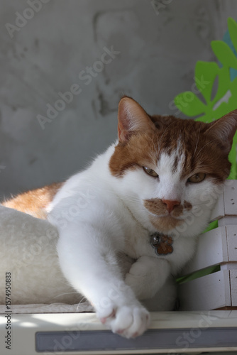 Cat in a bed. Stretched his paw forward. The cat is ginger with white. Thoughtfully looking at the camera.