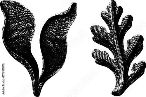 Engraved botanical illustrations of kelp blade and holdfast for design use