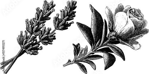Vintage botanical engravings of lavender and rose sprigs for artistic design