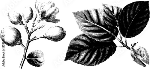 Botanical engraving of lime tree shoot and leaves for artistic design