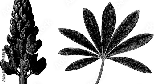 Engraved botanical art featuring lupine spike and poinsettia leaf for print design