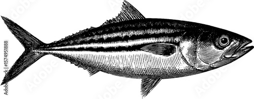 Vintage engraved mackerel fish design for nautical themes and print