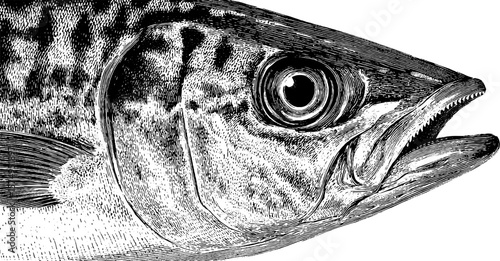 Detailed engraved portrait of mackerel head for nautical themed designs
