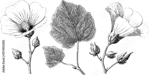 Engraved botanical art with mallow flowers and leaves for print design