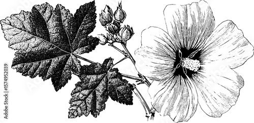 Engraved mallow flower botanical art with leaves for design projects