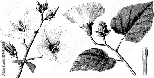 Detailed engraved botanical illustration set featuring mallow flowers and leaves for design