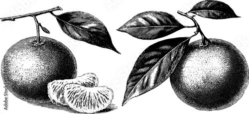 Engraved botanical illustration of mandarin branch and fruit for design and decor