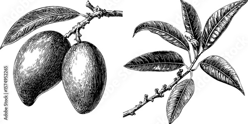 Engraved botanical illustration of mango tree limbs and leaves for design projects