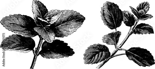 Engraved botanical illustration of mint branch and serra leaf set for natural design projects