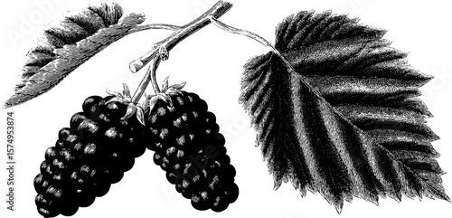 Detailed engraving of mulberry twig with cluster and leaves for botanical art