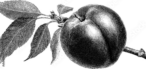 Engraved nectarine with stem and leaves for vintage design