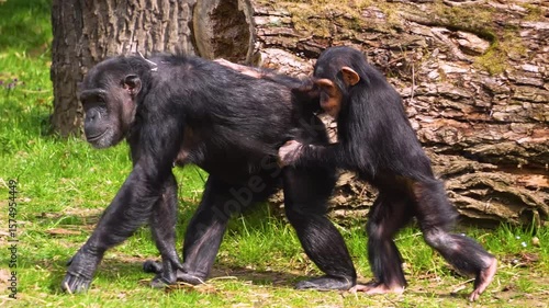 Close up of a mother and baby chimpanzee walking funny together, in slow motion.
