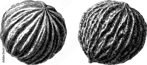 Vintage botanical engraving of nutmeg fruit and mace for design and decor