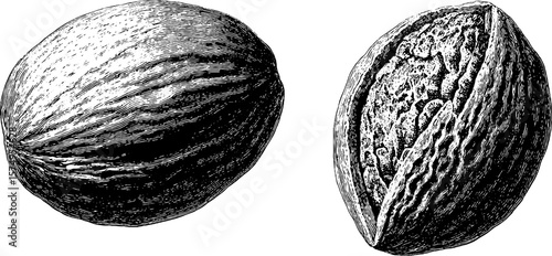 Detailed engraved nutmeg fruit and mace set for vintage design projects