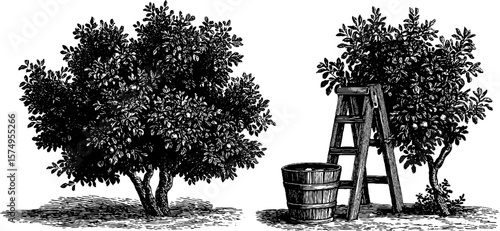 Vintage orchard scene with apple trees and ladder - engraved artwork for print design