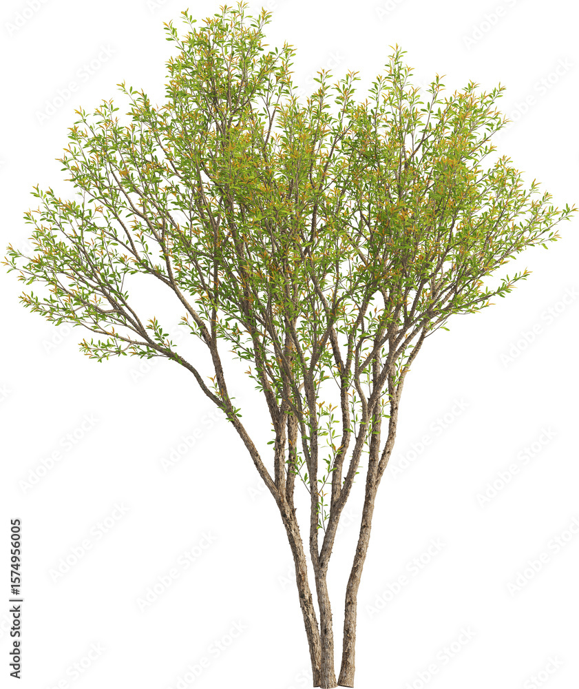 Obraz premium Side view of Pomegranate Tree - Punica Granatum