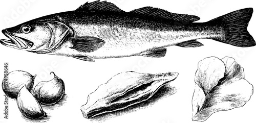 Engraved illustration set featuring salted cod with garlic and skins