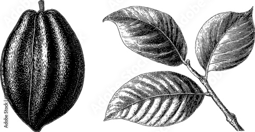 Vintage engraved starfruit and leaf illustration for botanical design