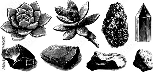 Engraved botanical and mineral design set featuring succulent rosettes and unique textures for artistic creations