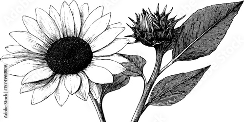 Engraved sunflower head and leaves set for botanical design