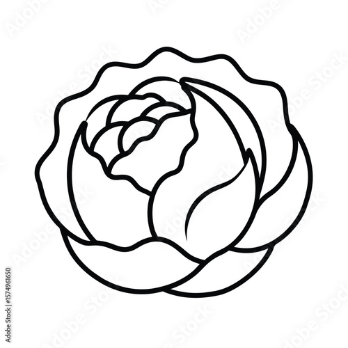 illustration of a cabbage