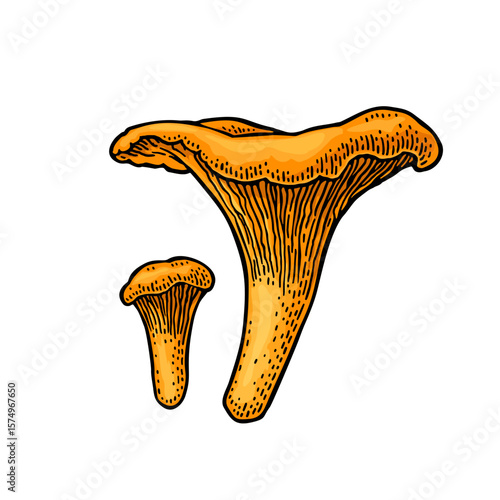 Mushroom chanterelle. Vintage color vector engraving illustration isolated on white. Hand drawn design element
