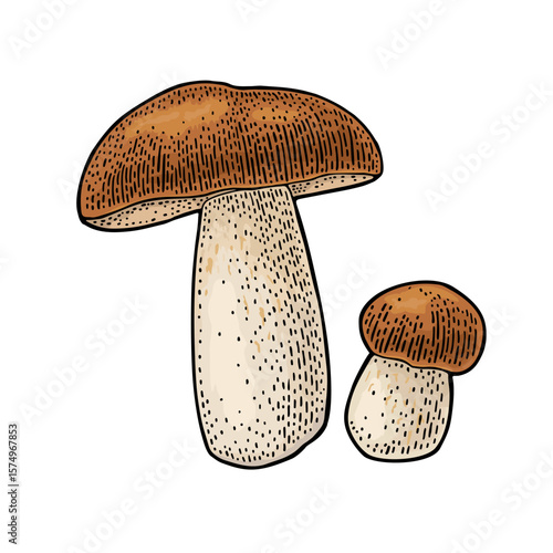 Mushroom boletus. Vintage color vector engraving illustration isolated on white. Hand drawn design element