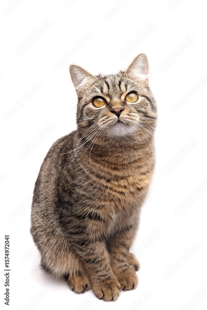 Fototapeta premium Domestic tabby cat with striking golden eyes sits gracefully against a white background, showcasing its beautiful fur pattern and curious expression, embodying feline elegance and charm