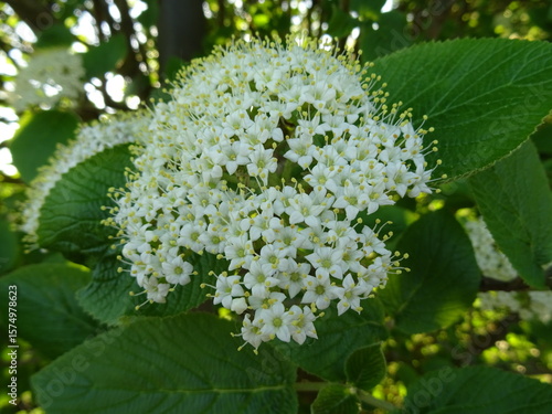 Wolliger Schneeball Blüte