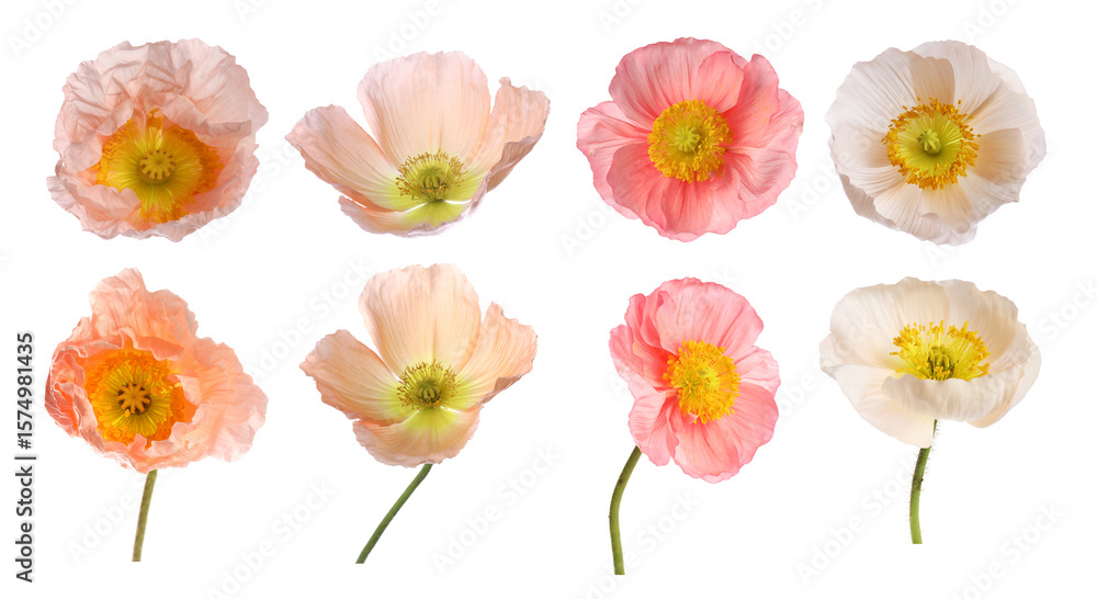 Obraz premium Beautiful poppy flowers on white background, collage. Meadow plant