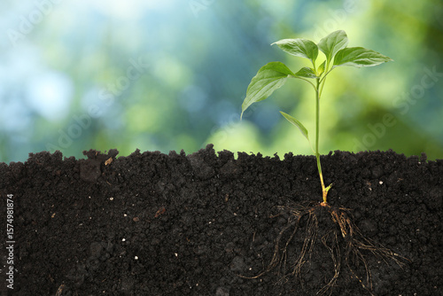 Young green plant with healthy root growing in soil outdoors