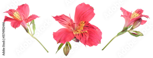 Beautiful pink alstroemeria flowers on white background, set